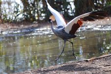 African Crowned Crane Royalty Free Stock Image African Crowned Crane Royalty Free Stock Image