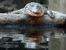 Cuban Crocodile Royalty Free Stock Images Cuban Crocodile Royalty Free Stock Images