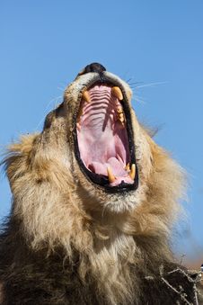 Lion Royalty Free Stock Image
