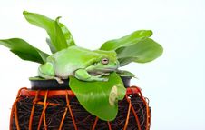Green Tree Frog Royalty Free Stock Images
