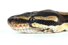 Python Stock Photos Python Stock Photos