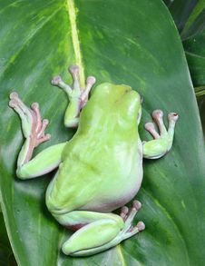 Green Tree Frog Stock Photography Green Tree Frog Stock Photography