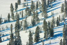 Winter Forest Landscape Stock Photo