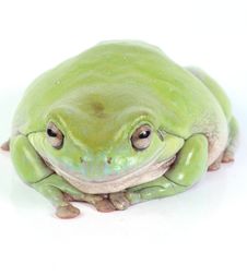 Green Treefrog Royalty Free Stock Image Green Treefrog Royalty Free Stock Image