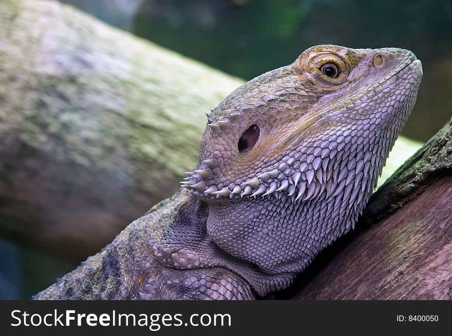 Close up abstract photo of an eastern  bearded dragon. Close up abstract photo of an eastern  bearded dragon