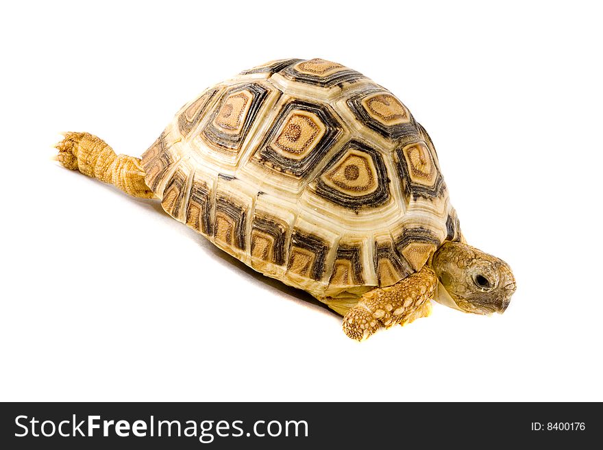 A young tortoise - Geochelone Pardalis - on the white background - close up