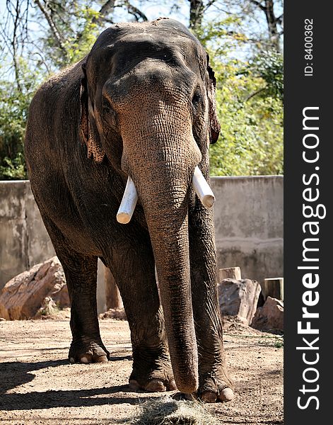 Elephant Approaching against blue sky