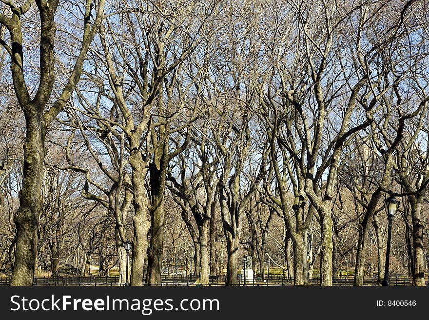 View of some trees in the Central Park, USA.
