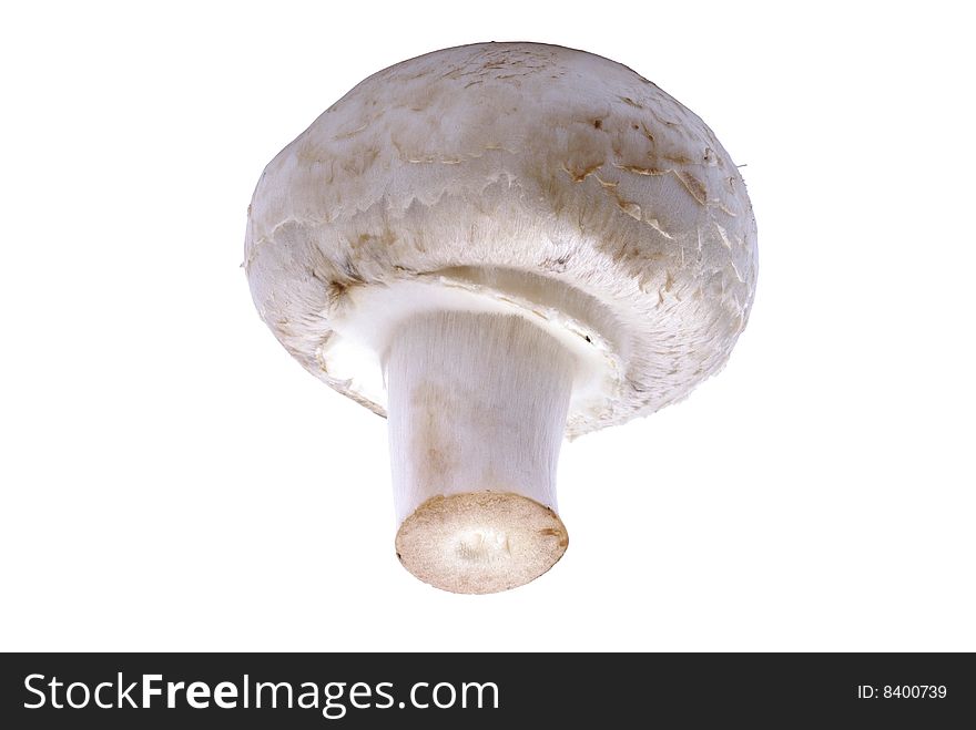 Champignon mushroom.