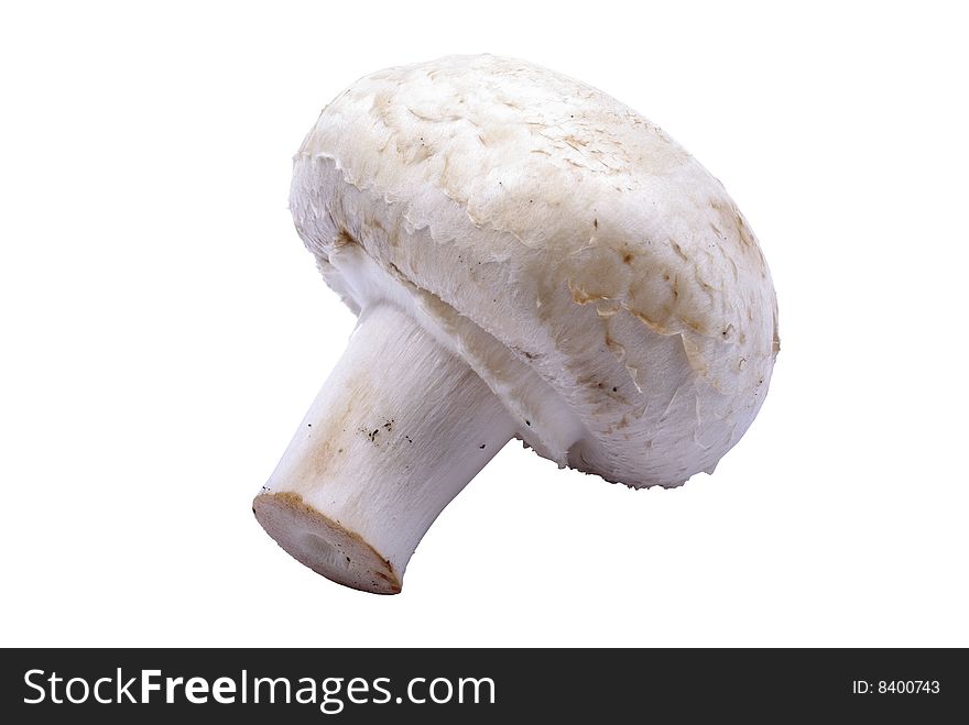 Champignon mushroom macro.