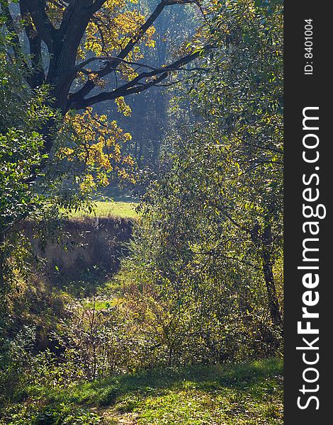 Autumn forest trees and bushes in my backyard