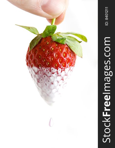 Hand holding a cream dipped strawberry on white. Hand holding a cream dipped strawberry on white