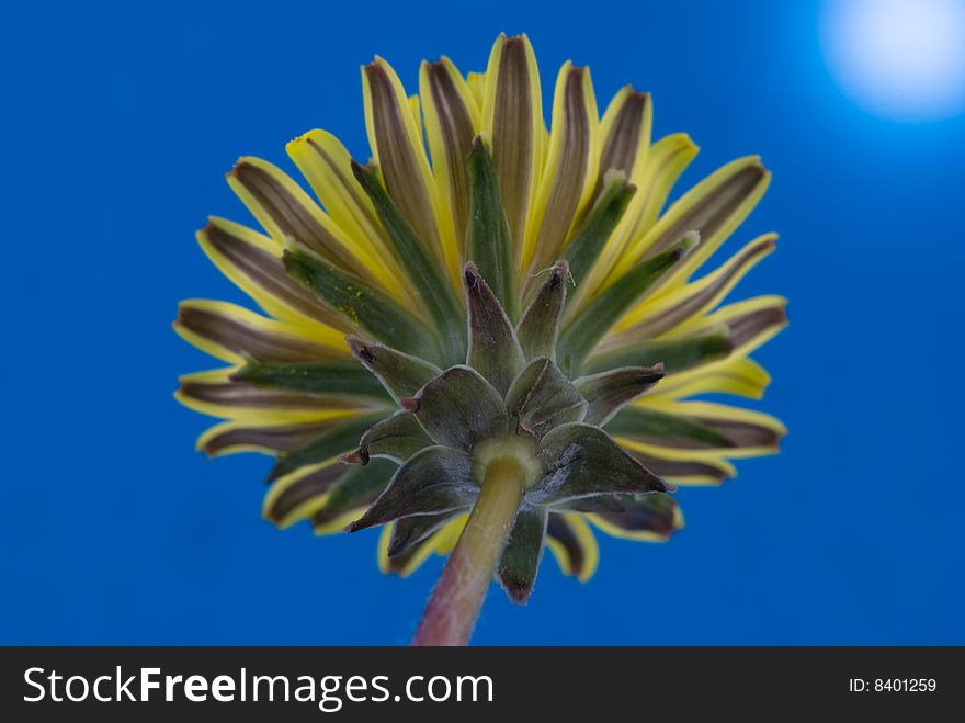 Yellow dandelion against summer blue sky