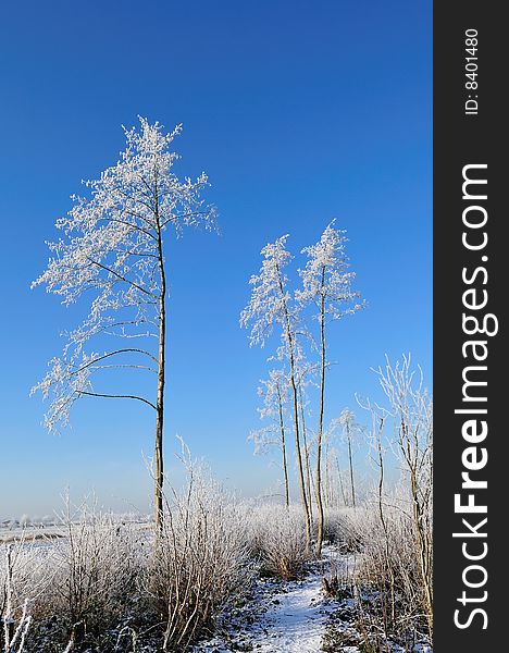 Dutch landscape in the winter taken near Amerong