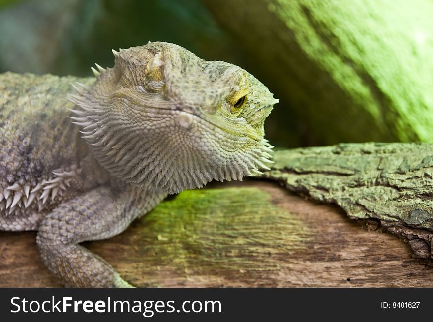 Close up photo of an eastern  bearded dragon. Close up photo of an eastern  bearded dragon