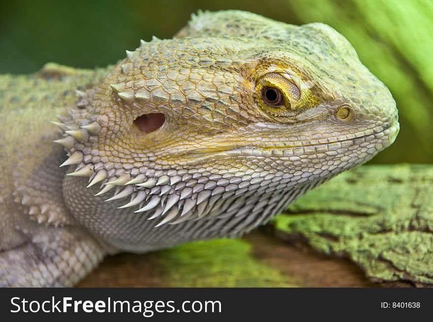 Close up photo of an eastern  bearded dragon. Close up photo of an eastern  bearded dragon
