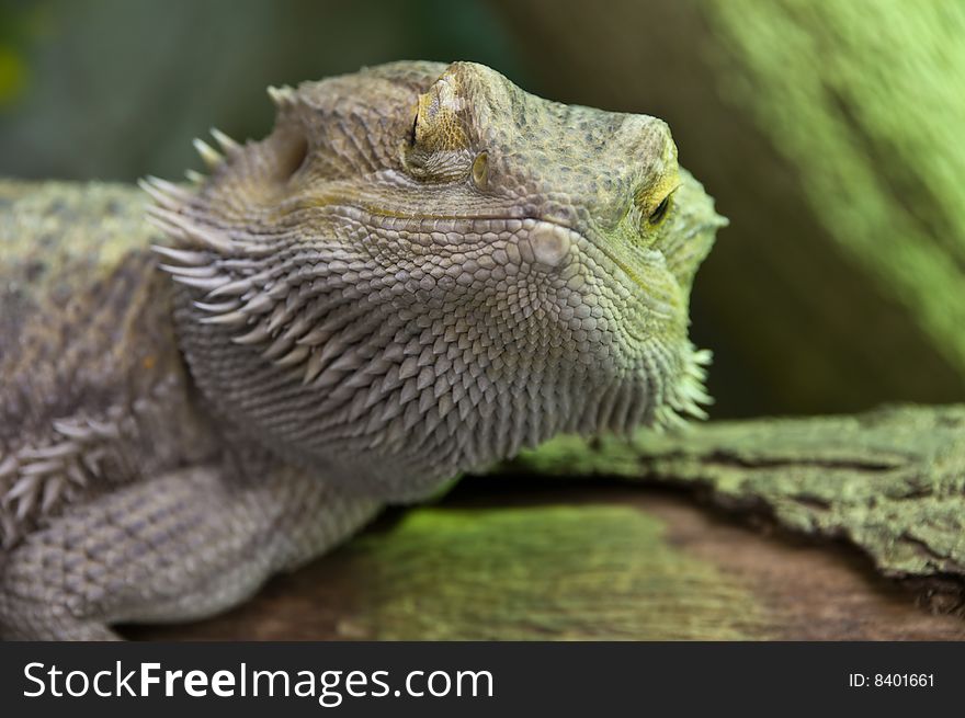 Close up photo of an eastern bearded dragon
