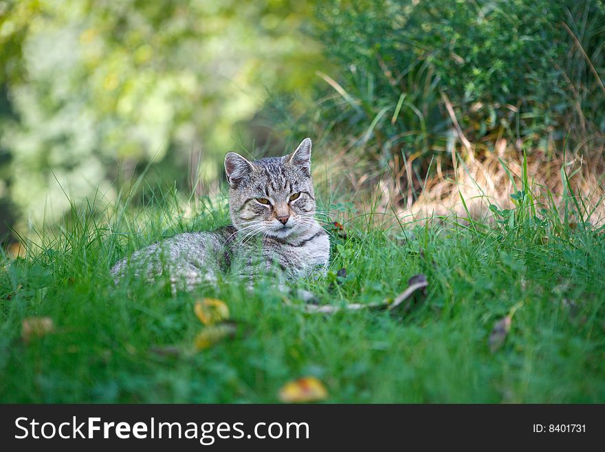 Photo of the small cat in the grass