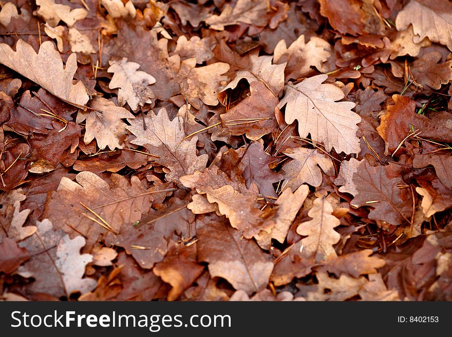 Autumn leaf