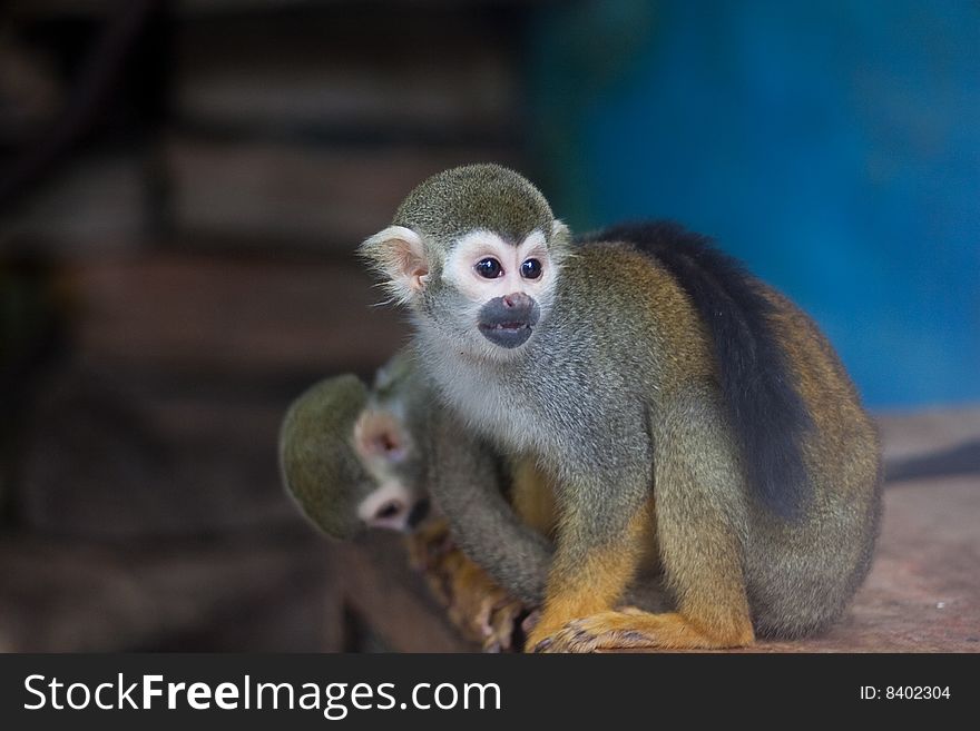 The curious little squirrel monkey.