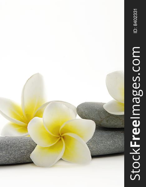 Balanced stones with frangipani flower. Balanced stones with frangipani flower
