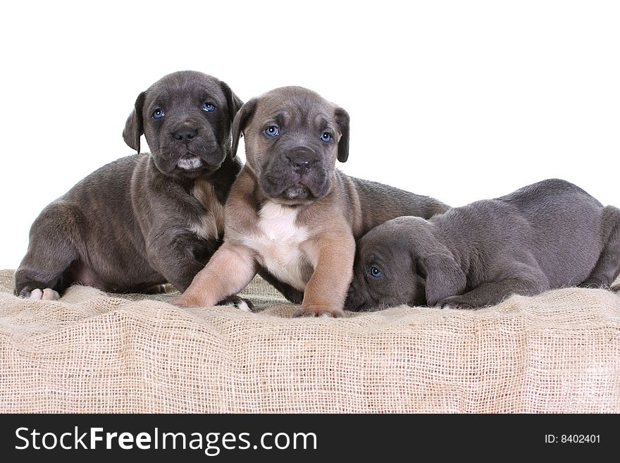 Puppy italian mastiff cane corso