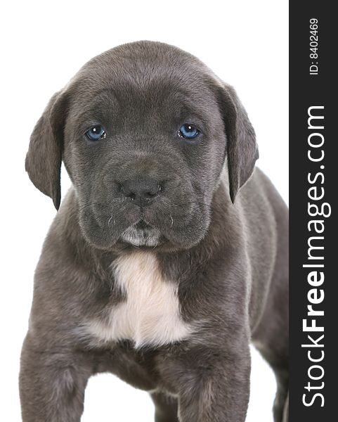 puppy italian mastiff