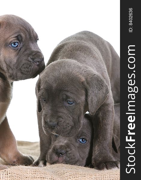 Puppy italian mastiff cane corso