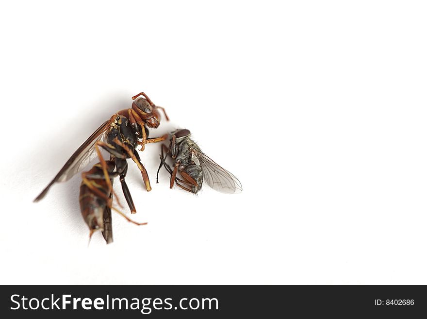 Bee and a fly isolated on white