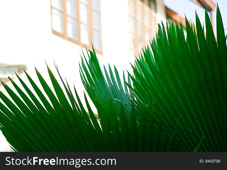 House as seen through the palm leaf