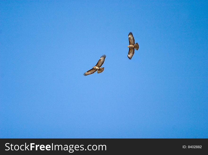 Wild buzzards flying on blue sky in sunny day. Wild buzzards flying on blue sky in sunny day