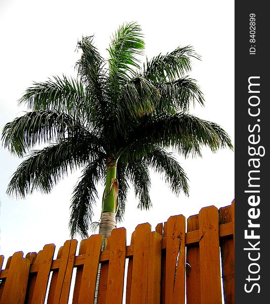 A royal tropical palm with a cloudy sky and wooden fence in a Kendall neighbor hood, Miami. A royal tropical palm with a cloudy sky and wooden fence in a Kendall neighbor hood, Miami.