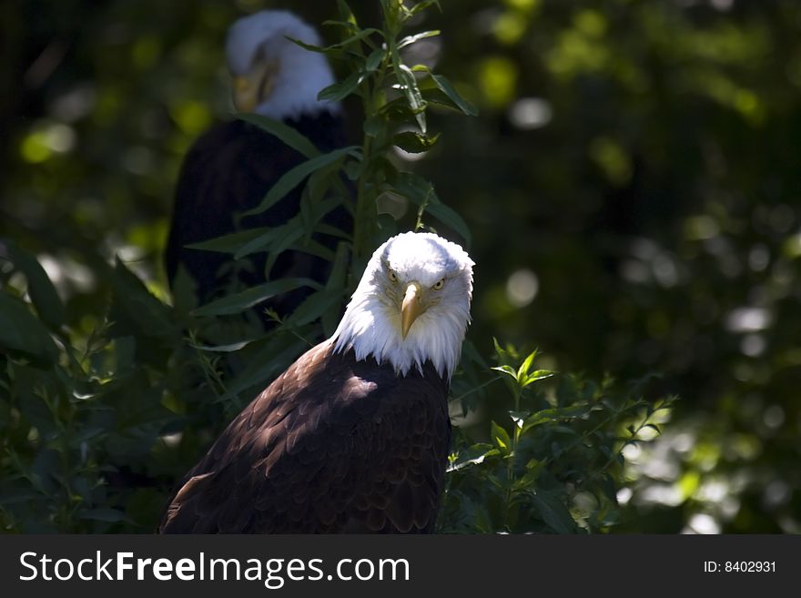 Bald eagle in front of a bush