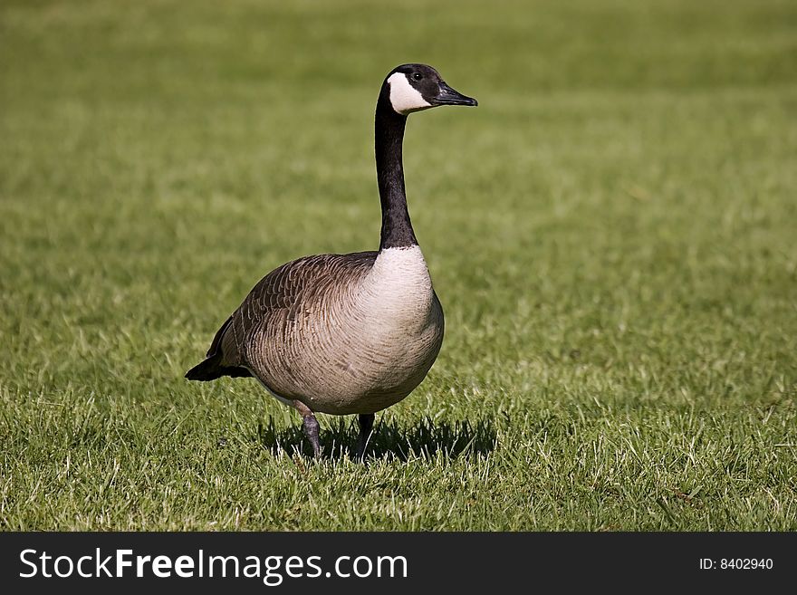 Canada goose walking across a grassy lawn