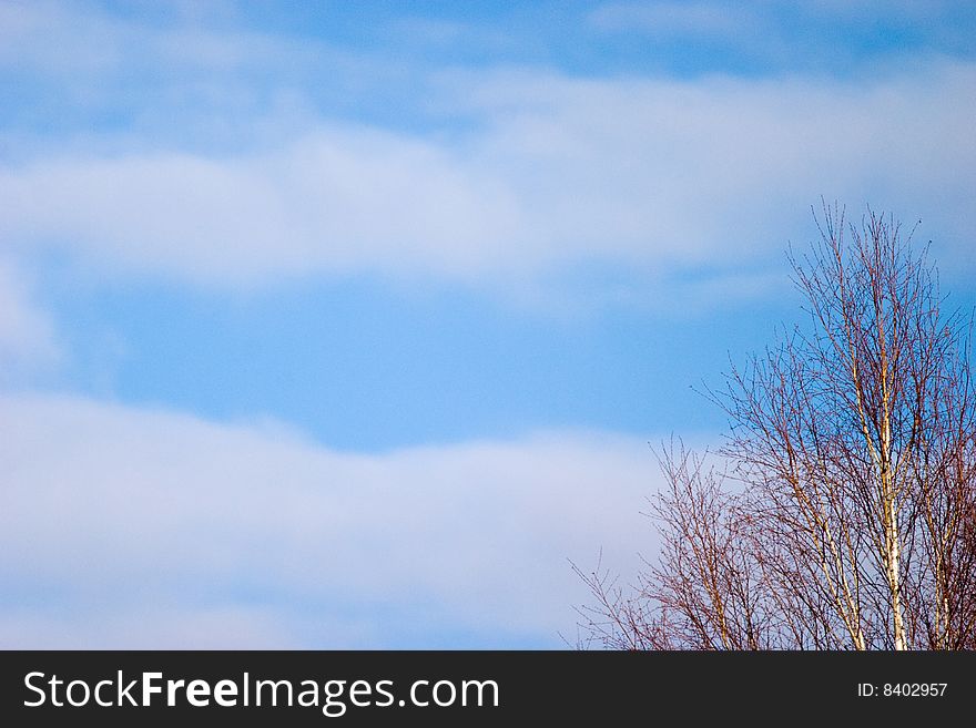 Wild tree on blue sky in sunny day