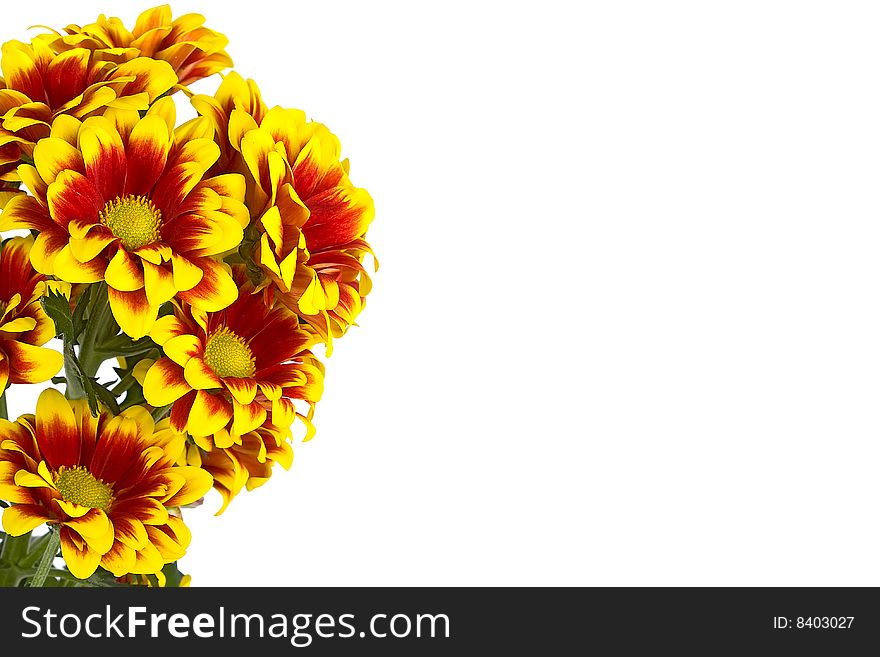 Bouquet of colorful chrysanthemum on white. Corner composition, with place for text. Bouquet of colorful chrysanthemum on white. Corner composition, with place for text
