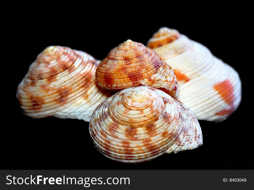 Various types of seashell with black background. Various types of seashell with black background