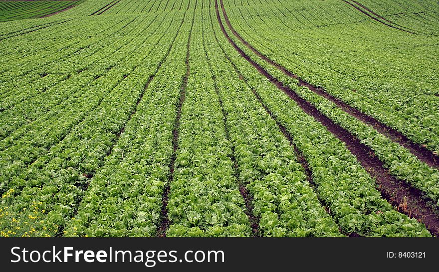 Planted Lettuce  Field