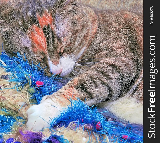 One of our adopted rescues, baby chutspaw, asleep on colorful matrrial with her colorful marking on forehead. Shot reflected and filllight, camera mode set to vivid. One of our adopted rescues, baby chutspaw, asleep on colorful matrrial with her colorful marking on forehead. Shot reflected and filllight, camera mode set to vivid