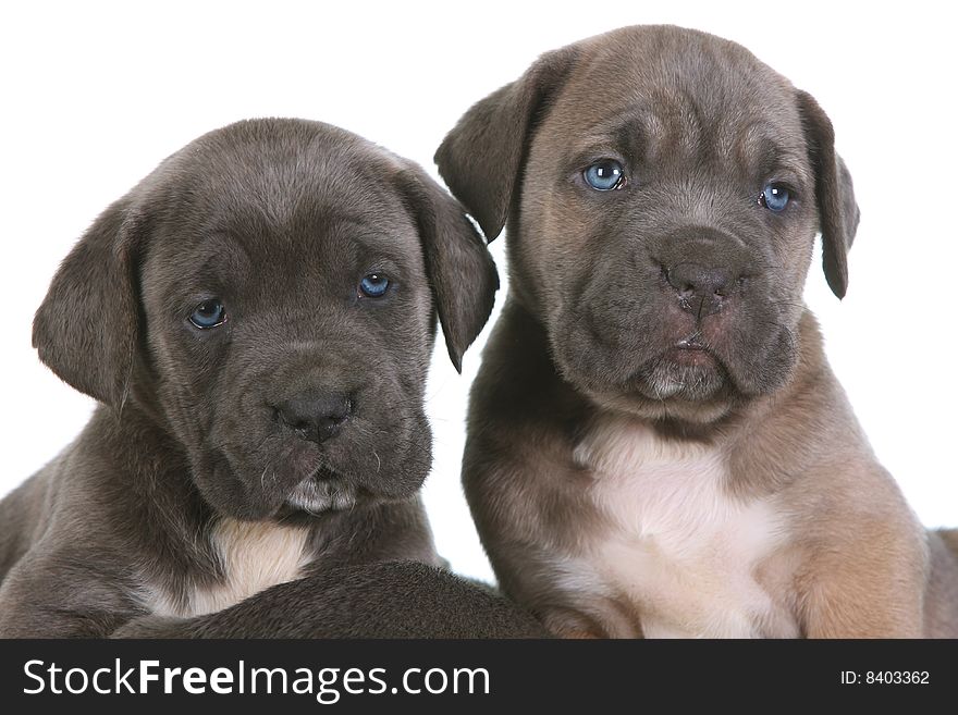 Puppy italian mastiff cane corso