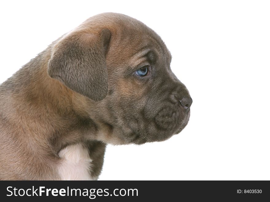 Beautiful young puppy italian mastiff cane corso ( 5 weeks )