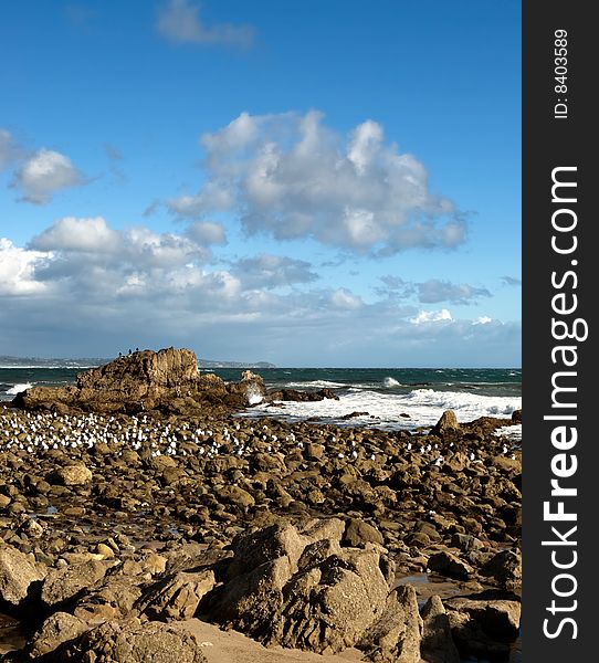 The rocky shore and golden sands of Leo Carillo Beach in Southern California, with mountains in the background and white clouds in the sky. A large, flock of seagulls and pelicans relax on the exposed rocks during low tide. The rocky shore and golden sands of Leo Carillo Beach in Southern California, with mountains in the background and white clouds in the sky. A large, flock of seagulls and pelicans relax on the exposed rocks during low tide