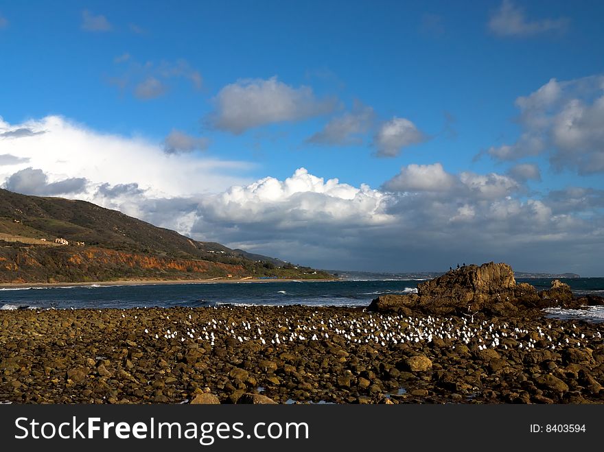 The rocky shore of Leo Carillo Beach in Southern California, with mountains in the background and white clouds in the sky. A large, flock of seagulls and pelicans relax on the exposed rocks during low tide. The rocky shore of Leo Carillo Beach in Southern California, with mountains in the background and white clouds in the sky. A large, flock of seagulls and pelicans relax on the exposed rocks during low tide