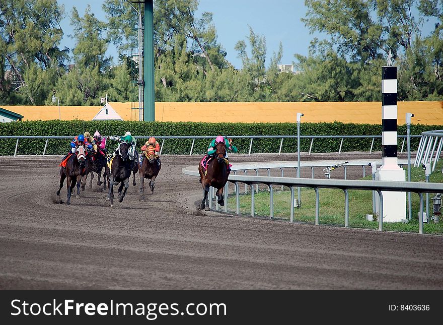 Racehorses sprinting out of the final turn and starting the stretch run to the finish line at a south florida racetrack. Racehorses sprinting out of the final turn and starting the stretch run to the finish line at a south florida racetrack