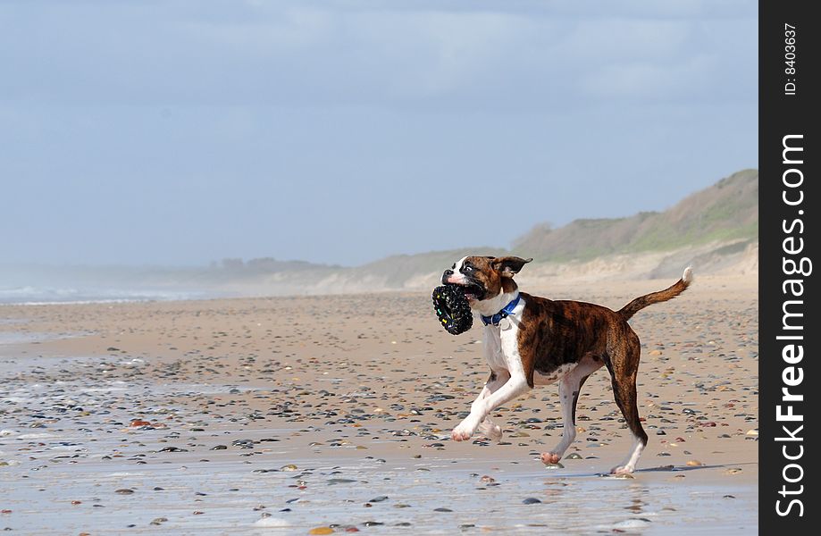 Boxers are well know for their exuberant nature. Boxers are well know for their exuberant nature