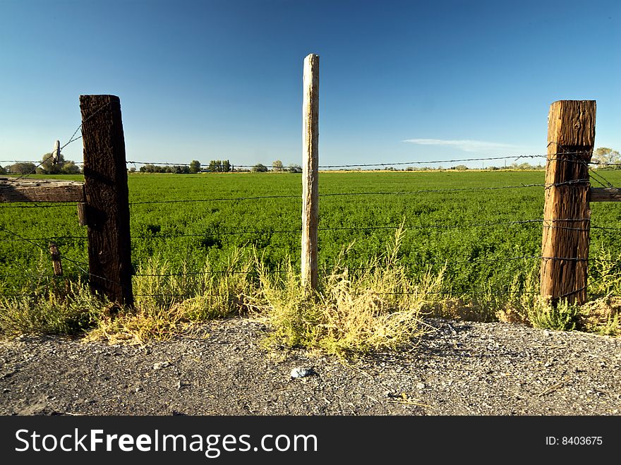 A weathered and aged barbed wire fence separates a dusty country road from a green farm field. A weathered and aged barbed wire fence separates a dusty country road from a green farm field