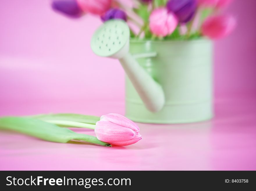 Tulips In Watering Can