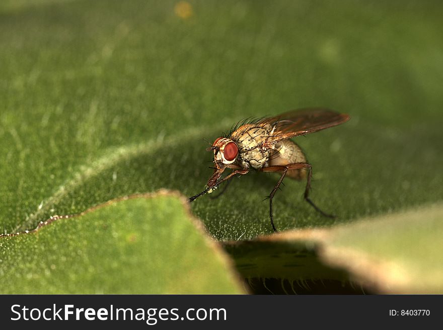 The fly sitting on the leaf. Macro and have great details. The fly sitting on the leaf. Macro and have great details