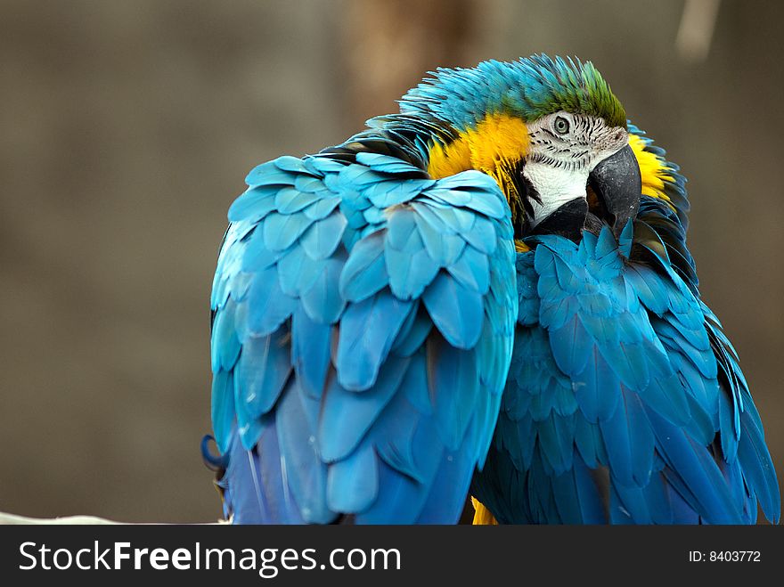 Two beautifully colorful blue parrots clean each other. Two beautifully colorful blue parrots clean each other