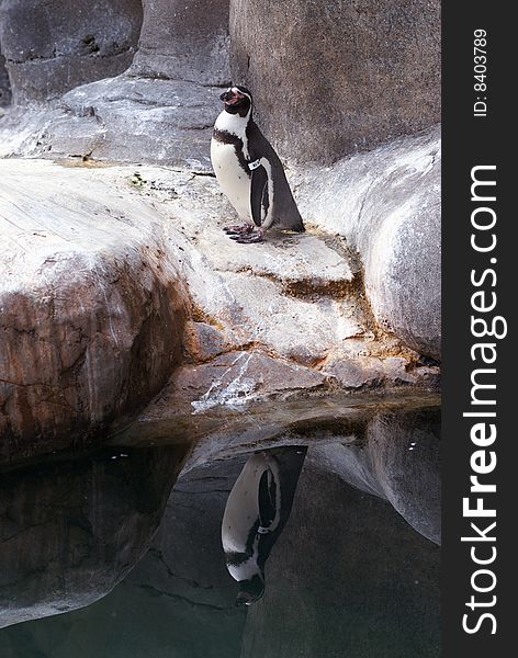 A penguin stands along the rocky shoreline admiring his reflection. A penguin stands along the rocky shoreline admiring his reflection